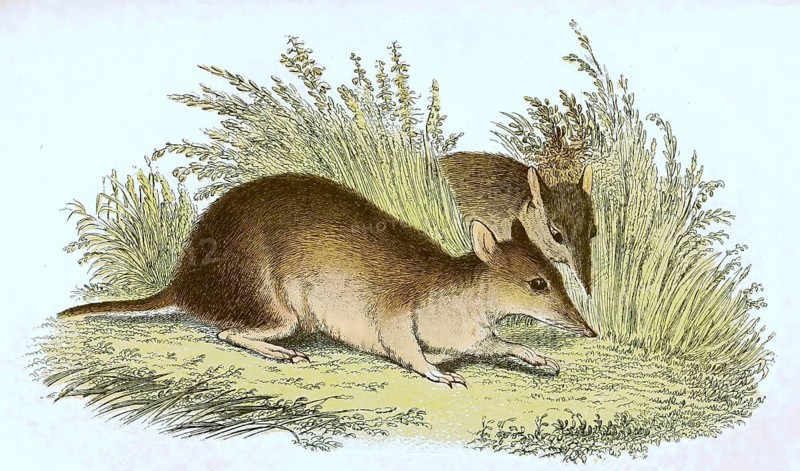 Long-nosed bandicoot,