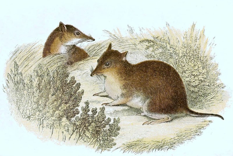 Large southern brown bandicoot,