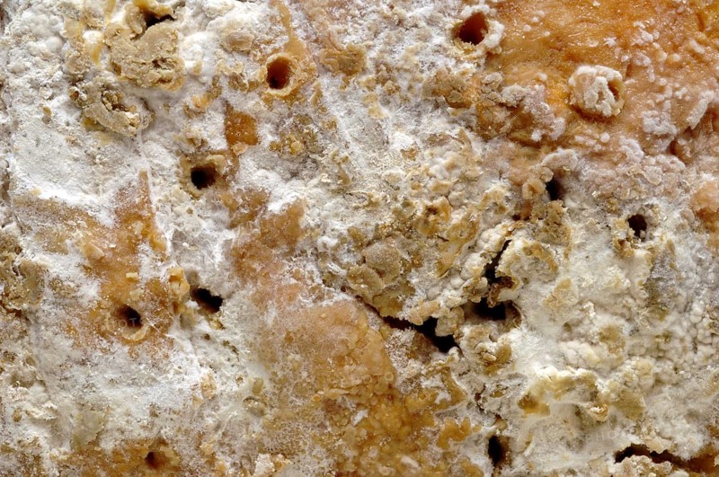Blue Stilton or simply Stilton is an English blue cheese made from pasteurised cow's milk with a minimum of 48-55% fat in the dry matter, detail of the rind with the puncture holes
