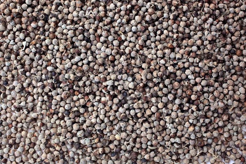 Medicinal plant Monk's pepper, Monk's pepper seeds