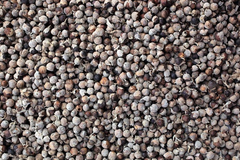 Medicinal plant Monk's pepper, Monk's pepper seeds