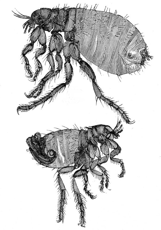 Historical illustration of a dog flea,