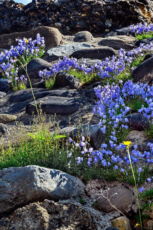 Bearded bellflower,