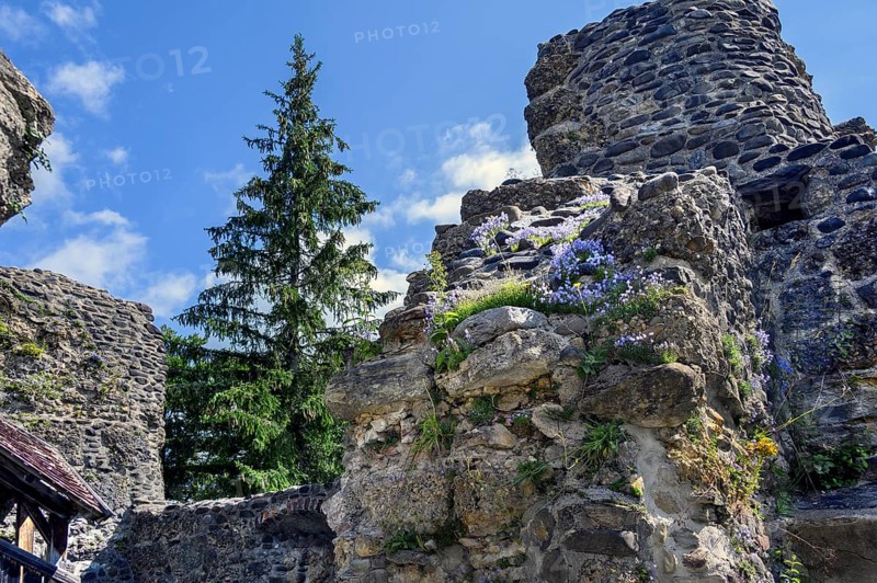 Old wall with spruce and bearded bellflower,