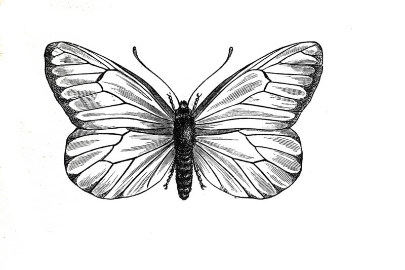 Baumweissling, black-veined white