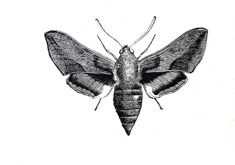 Spurge hawk-moth,
