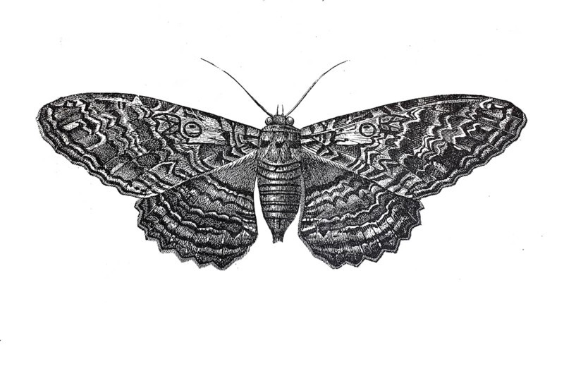 Owl moth, butterfly