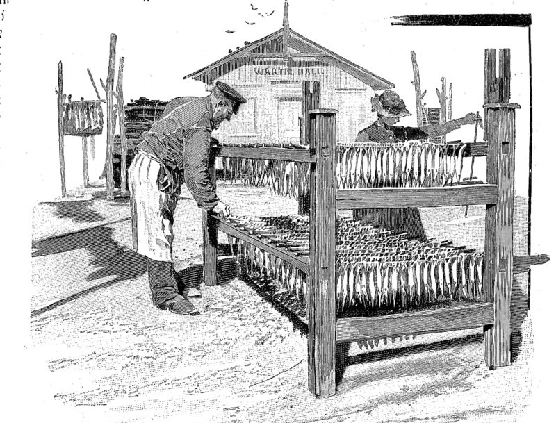 Fishing, processing of fish