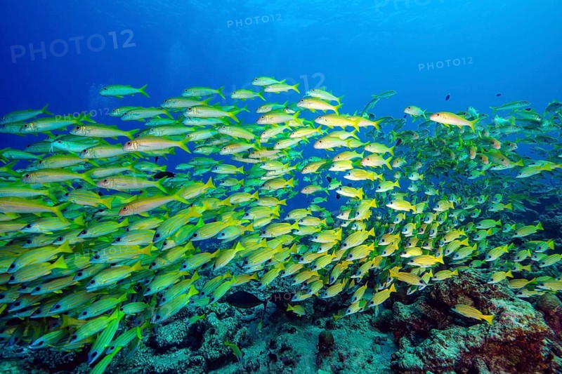 Shoal of bluestripe snapper,