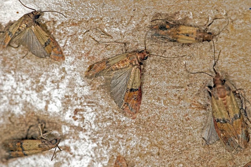 Indianmeal moth,