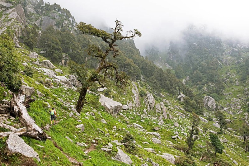 Mountain world near Dharamsala, Himachal Pradesh