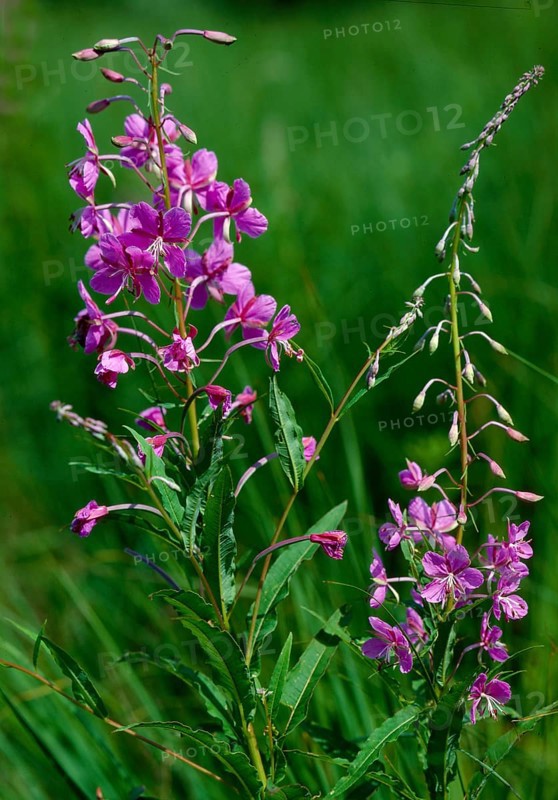 Blooming sally,