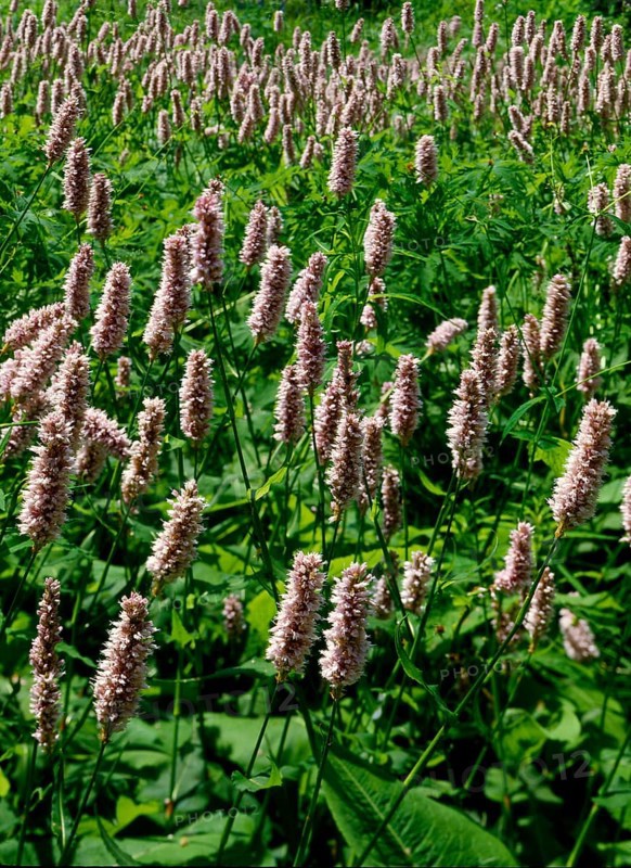 Snake's knotweed,