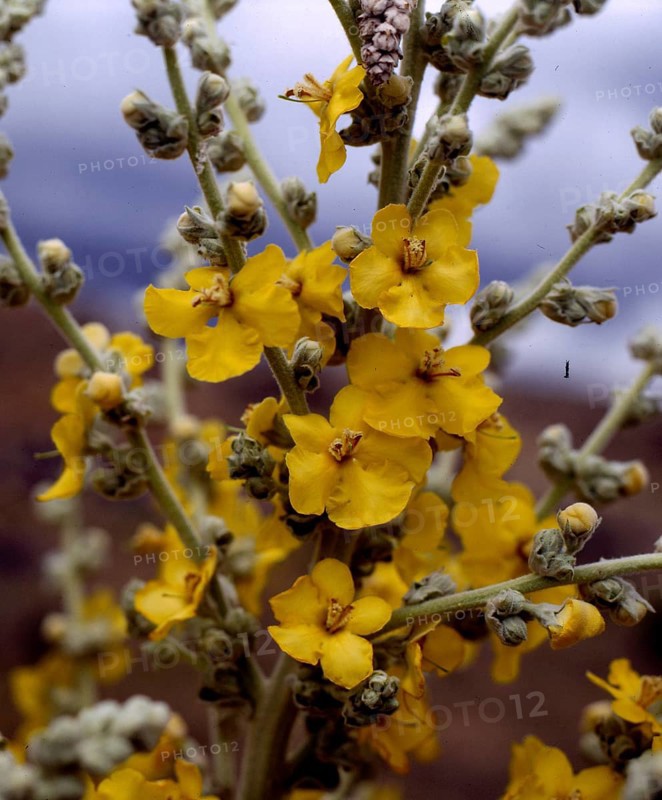 Dense-flowered mullein,