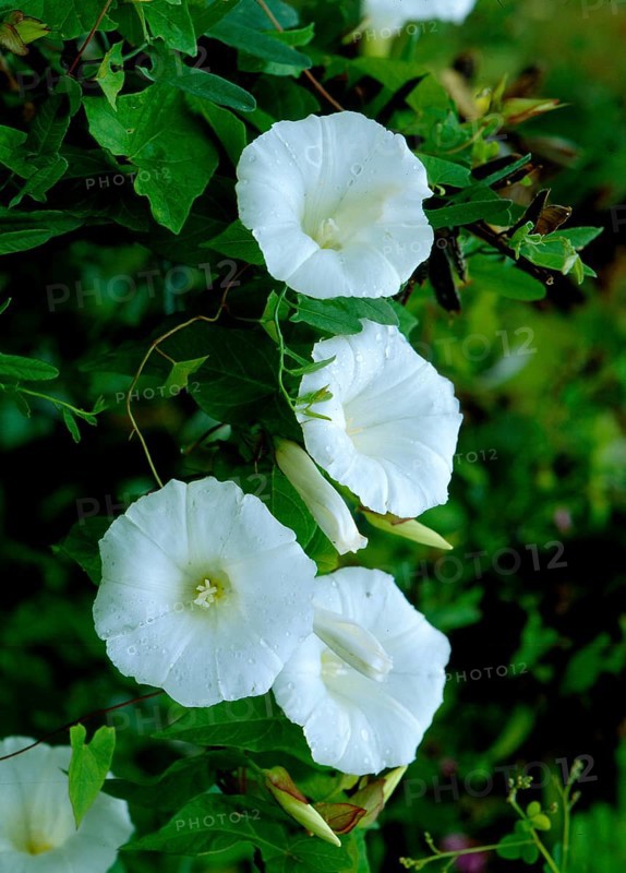 Larger bindweed,