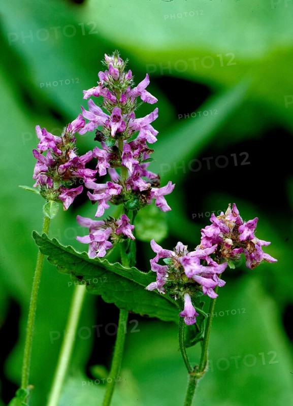 Purple betony,