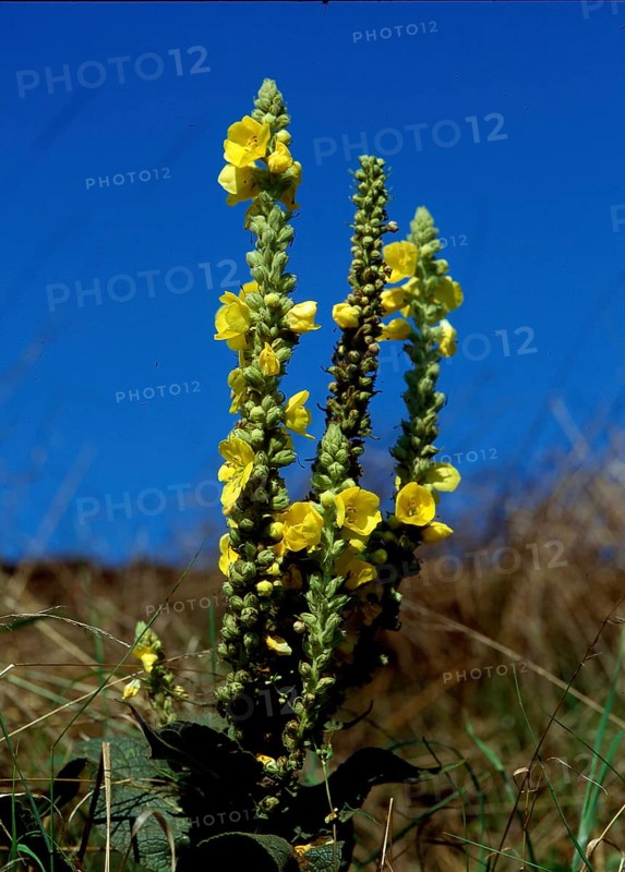 Great mullein,