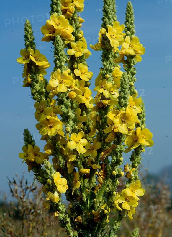 Great mullein,