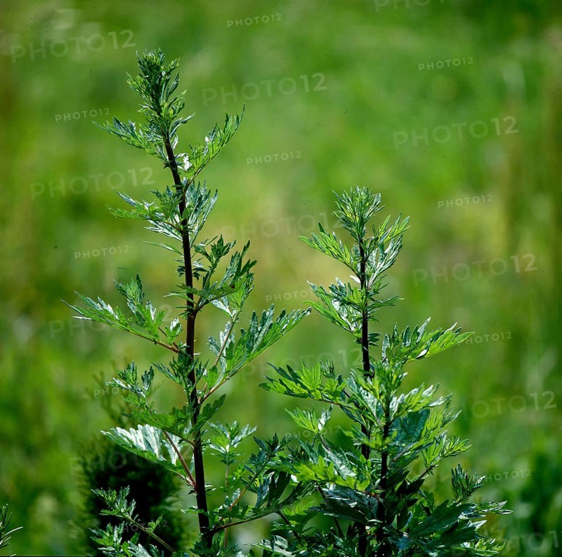 Mugwort or Common wormwood,