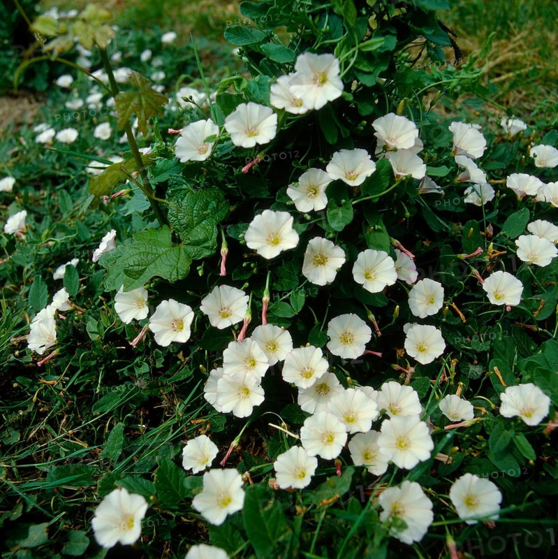 Field Bindweed Conrolvulsu arrensis,