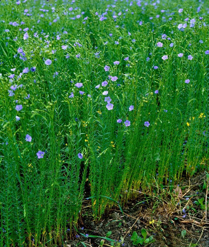 Linseed, flax Perennial flax