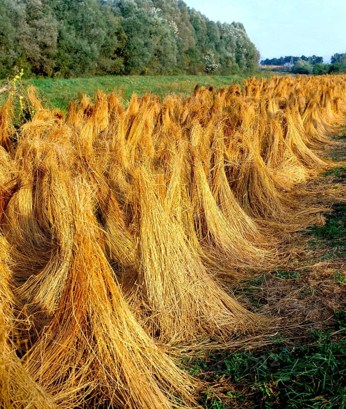 Linseed, flax