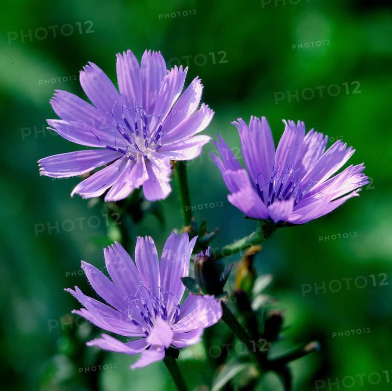 Chicory,