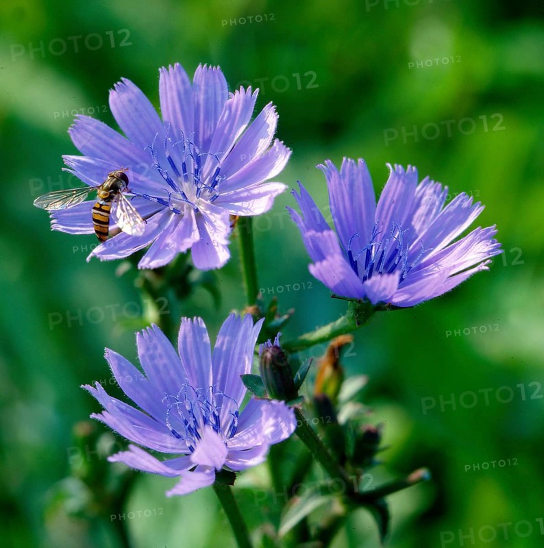 Chicory,
