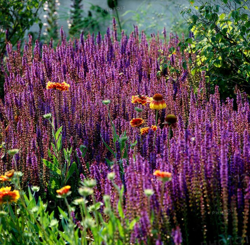 Woodland sage,