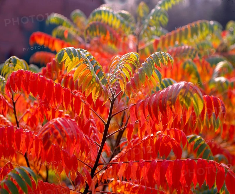 Staghorn sumac,