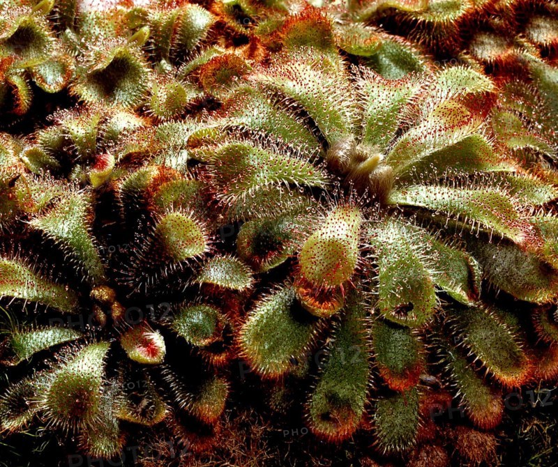 Sundew,