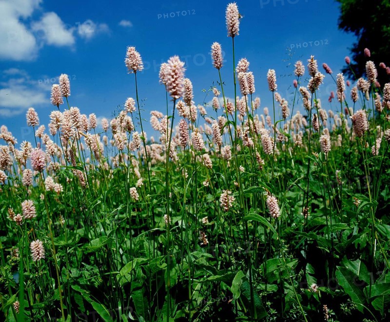 Snake's knotweed Meadow knotweed and viper's bugloss Ploygonum bistorta,
