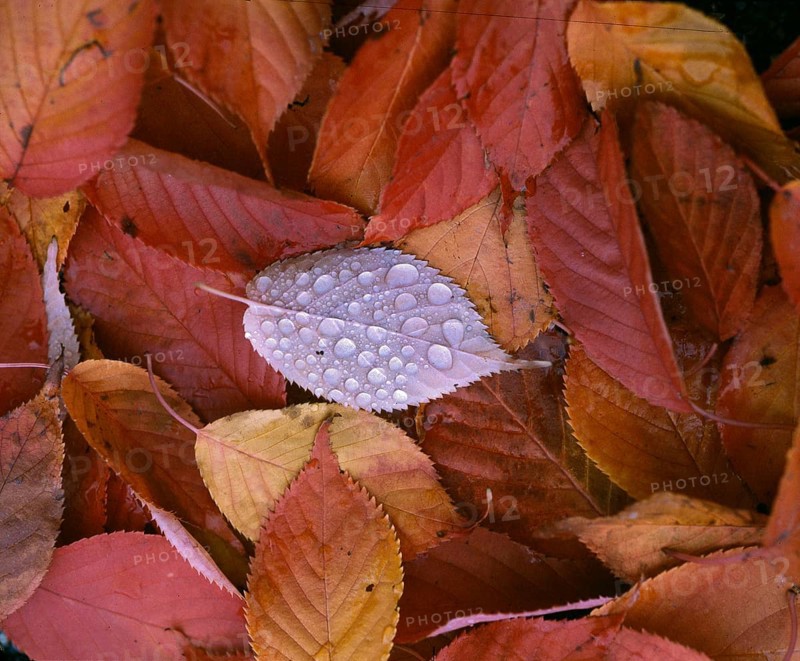 Foliage, autumn impressions