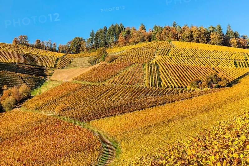 Vineyards in autumn near Durbach, Black Forest