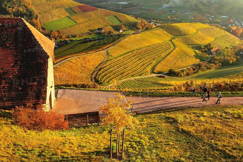 Hikers in the vineyards near Staufenberg Castle, Durbach