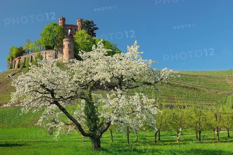 Ortenberg Castle, fruit tree blossom