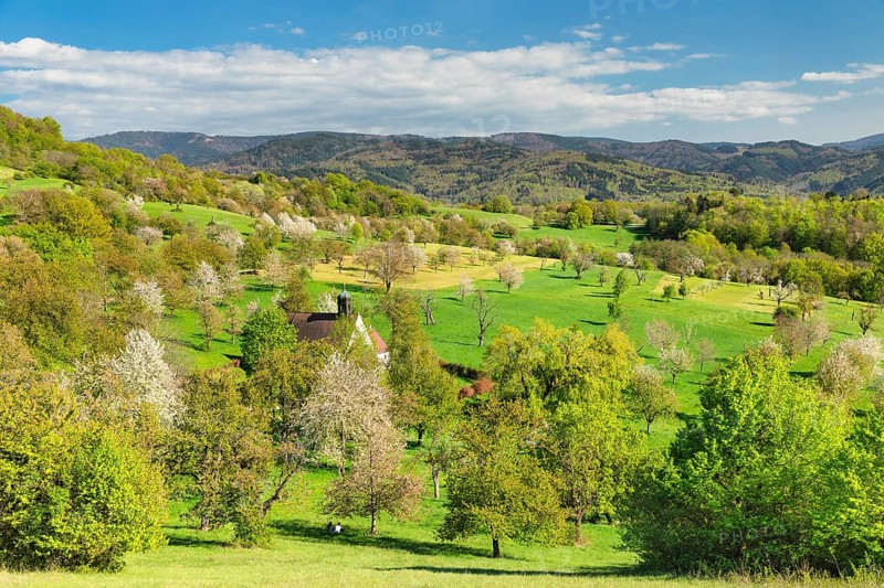 Cherry blossom at the Berghausen chapel near Ebringen, Markgraefler Land