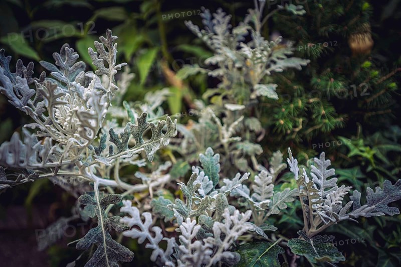 A silver tree wormwood,