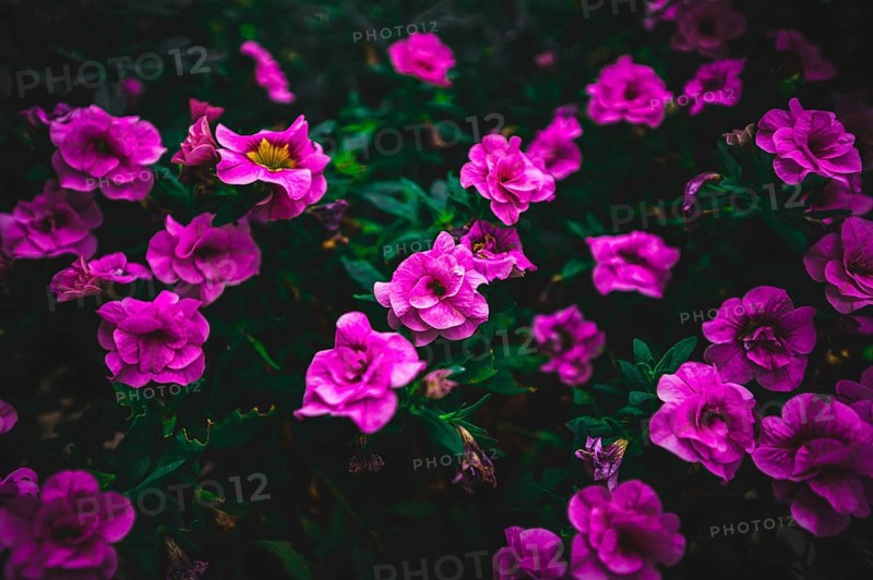 Red petunias,