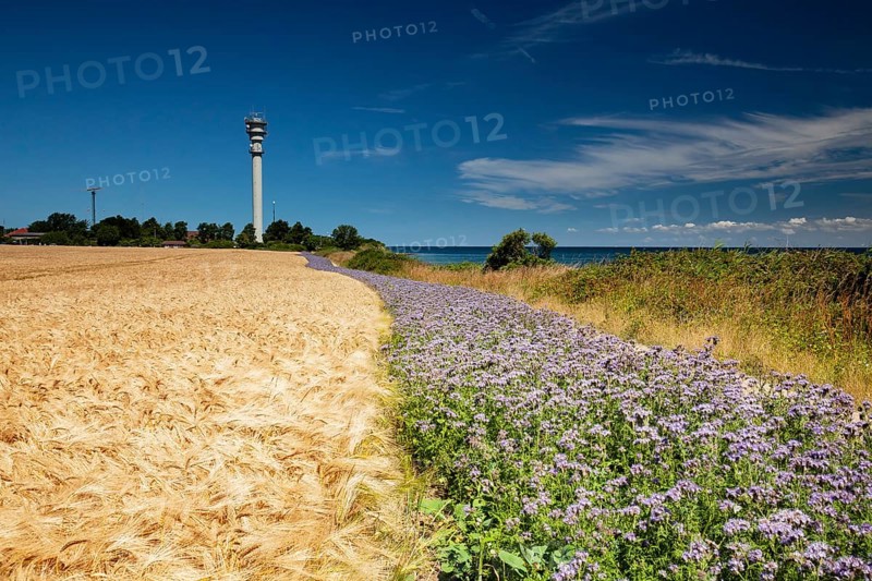 Wheat field with field of Scorpionweed,