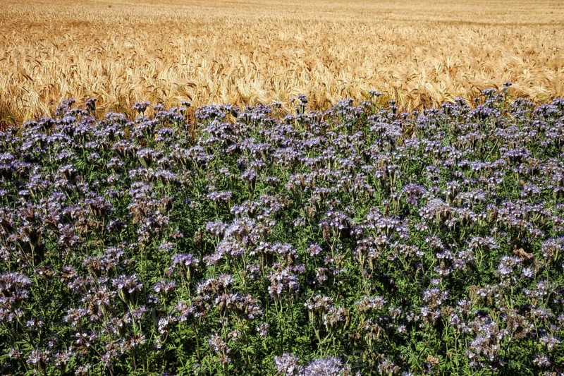 Wheat field with field of Scorpionweed,