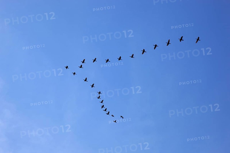 Wedge-shaped flock of birds in the sky,