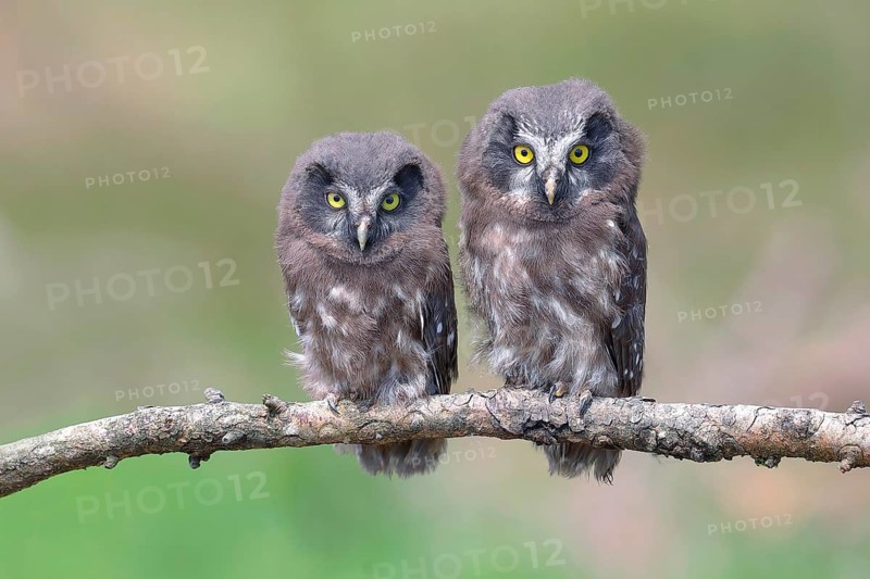 Tengmalm's Owl,