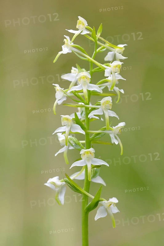 Greater butterfly-orchid,