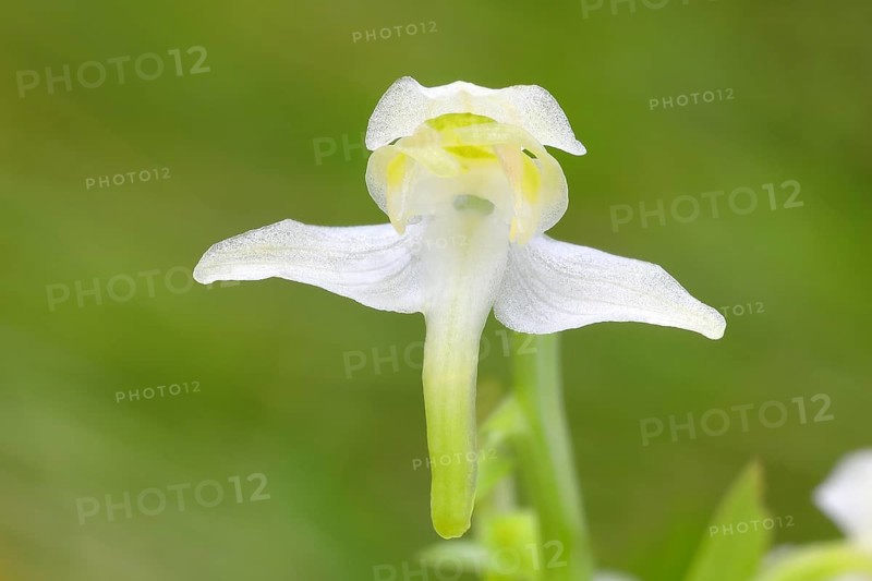 Greater butterfly-orchid,