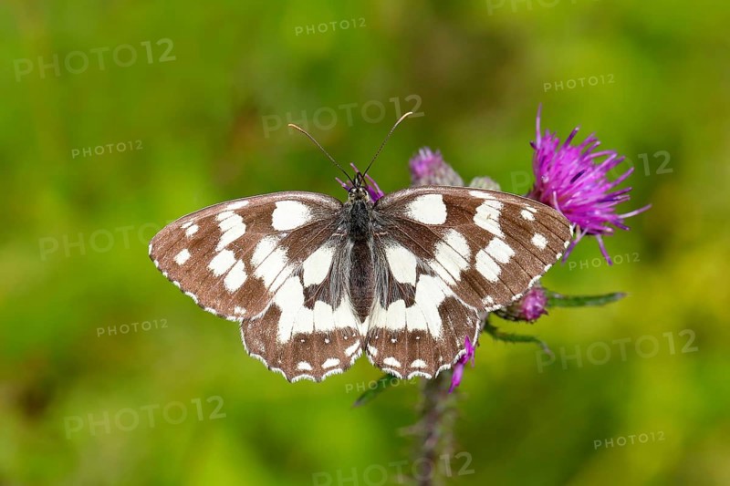 Marbled white,