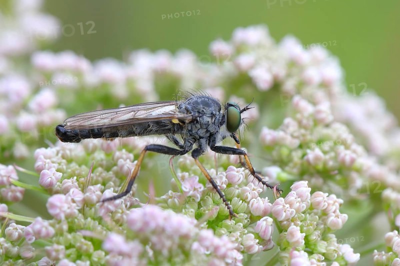 Garden robber fly,