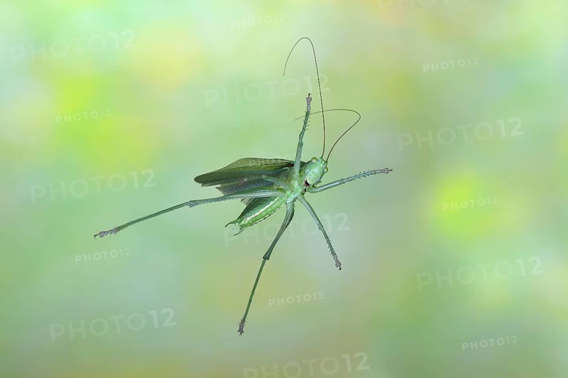 Great green bush cricket,
