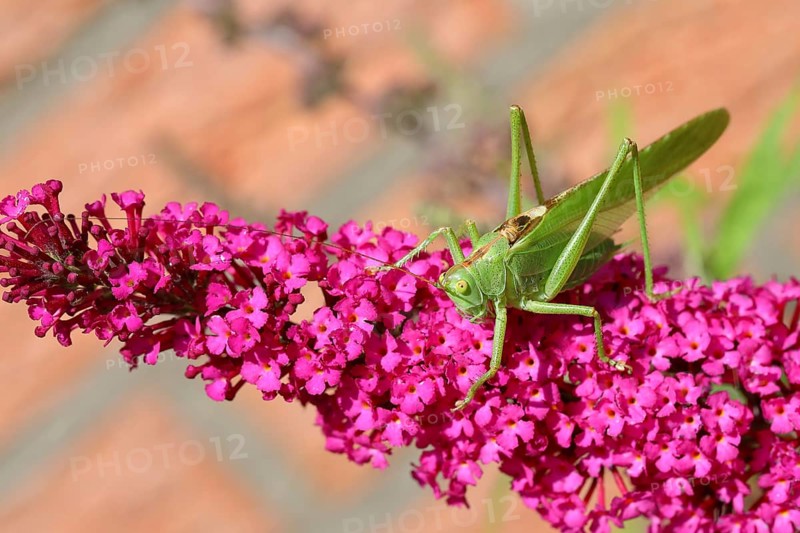 Great green bush cricket,