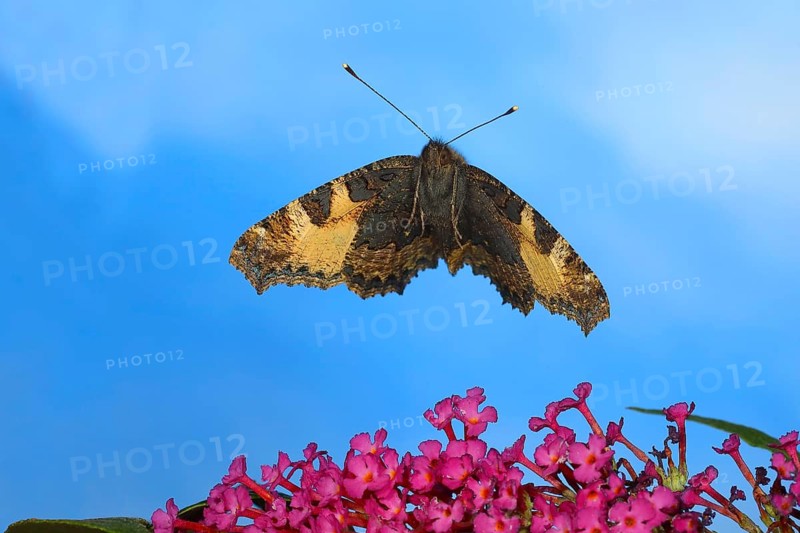 Small tortoiseshell,